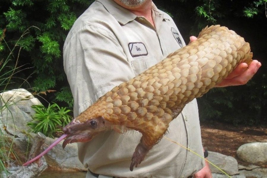 Animal of the Week: The Pangolin, The Worlds Most Trafficked Animal
