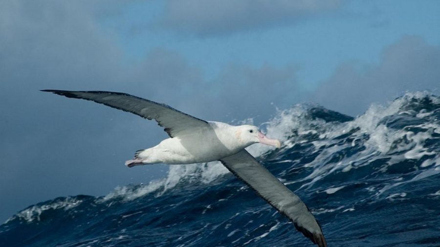 Animal of the Week: The Wandering Albatross