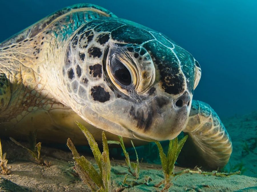 Animal of the Week: The Green Sea Turtle