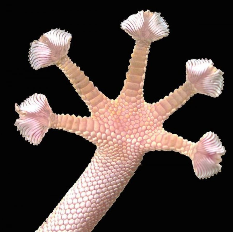 Animal of the Week: The Common Fan Fingered Gecko (Ptyodactylus hasselquistii)