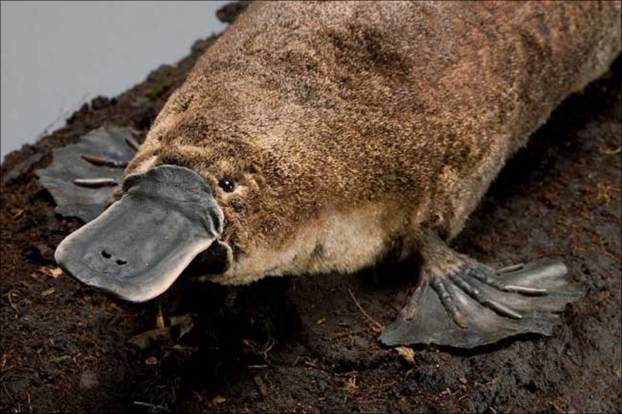 Animal of the Week: The Platypus