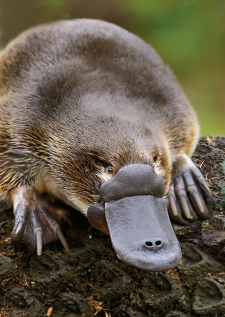show me pictures of a platypus