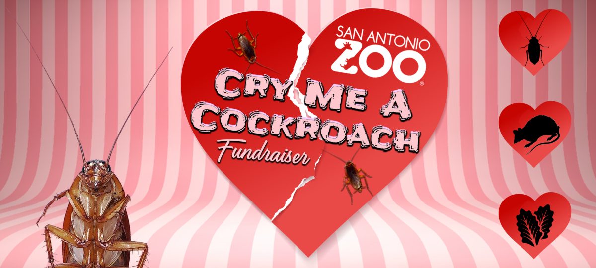 San Antonio Zoos Valentines Day